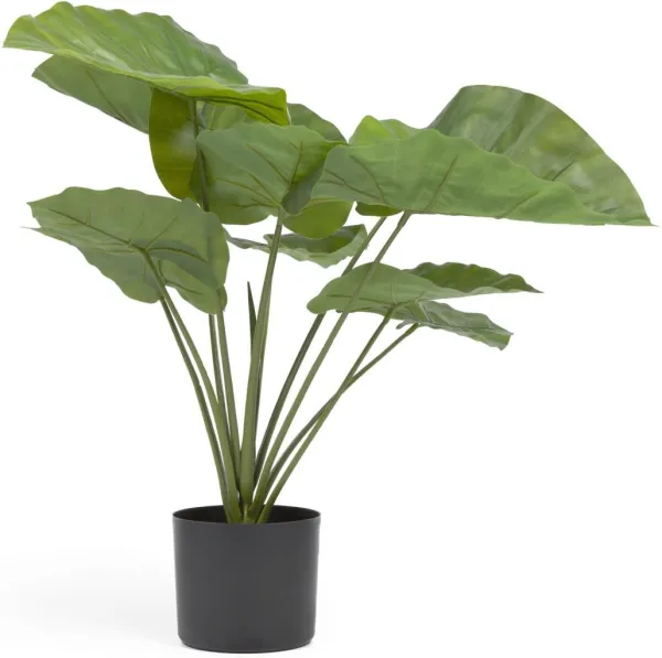 Alocasia, Artificial plant, black, H57x63x63 cm