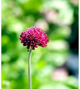 Field Scabious