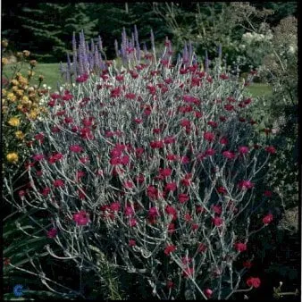 Rose campion